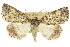  (Plesiolaea sp. ANIC7 - 11ANIC-00540)  @11 [ ] CreativeCommons - Attribution (2011) ANIC/CBG Photography Group Centre for Biodiversity Genomics