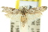  ( - 11ANIC-00589)  @13 [ ] CreativeCommons - Attribution (2011) ANIC/CBG Photography Group Centre for Biodiversity Genomics