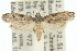  ( - 11ANIC-00592)  @11 [ ] CreativeCommons - Attribution (2011) ANIC/CBG Photography Group Centre for Biodiversity Genomics