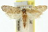  (Mecistophylla sp. ANIC16 - 11ANIC-00600)  @11 [ ] CreativeCommons - Attribution (2011) ANIC/CBG Photography Group Centre for Biodiversity Genomics