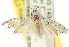  (Mecistophylla sp. ANIC19 - 11ANIC-00605)  @12 [ ] CreativeCommons - Attribution (2011) ANIC/CBG Photography Group Centre for Biodiversity Genomics