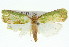  (Doloessa viridis - 11ANIC-00635)  @14 [ ] CreativeCommons - Attribution (2011) ANIC/CBG Photography Group Centre for Biodiversity Genomics