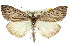  (Rhynchopsota sp. ANIC2 - 11ANIC-00666)  @14 [ ] CreativeCommons - Attribution (2011) ANIC/CBG Photography Group Centre for Biodiversity Genomics