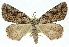  ( - 11ANIC-00671)  @11 [ ] CreativeCommons - Attribution (2011) ANIC/CBG Photography Group Centre for Biodiversity Genomics