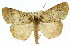  (Lyelliana dryophila - 11ANIC-00679)  @15 [ ] CreativeCommons - Attribution (2011) ANIC/CBG Photography Group Centre for Biodiversity Genomics