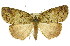  (Lyelliana sp. ANIC1 - 11ANIC-00683)  @15 [ ] CreativeCommons - Attribution (2011) ANIC/CBG Photography Group Centre for Biodiversity Genomics