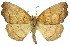  (Xylodryas leptoxantha - 11ANIC-00686)  @14 [ ] CreativeCommons - Attribution (2011) ANIC/CBG Photography Group Centre for Biodiversity Genomics