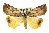  (Lophothalaina - 11ANIC-00690)  @15 [ ] CreativeCommons - Attribution (2011) ANIC/CBG Photography Group Centre for Biodiversity Genomics