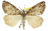  ( - 11ANIC-00738)  @14 [ ] CreativeCommons - Attribution (2011) ANIC/CBG Photography Group Centre for Biodiversity Genomics