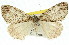  (Middletonia suavis - 11ANIC-00741)  @13 [ ] CreativeCommons - Attribution (2011) ANIC/CBG Photography Group Centre for Biodiversity Genomics