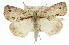  (Middletonia - 11ANIC-00745)  @14 [ ] CreativeCommons - Attribution (2011) ANIC/CBG Photography Group Centre for Biodiversity Genomics