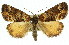  ( - 11ANIC-00747)  @14 [ ] CreativeCommons - Attribution (2011) ANIC/CBG Photography Group Centre for Biodiversity Genomics