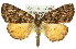  ( - 11ANIC-00749)  @11 [ ] CreativeCommons - Attribution (2011) ANIC/CBG Photography Group Centre for Biodiversity Genomics