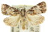  ( - 11ANIC-00810)  @15 [ ] CreativeCommons - Attribution (2011) ANIC/CBG Photography Group Centre for Biodiversity Genomics