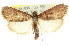  ( - 11ANIC-00825)  @13 [ ] CreativeCommons - Attribution (2011) ANIC/CBG Photography Group Centre for Biodiversity Genomics