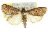  (Araeopaschia sp. ANIC5 - 11ANIC-00826)  @14 [ ] CreativeCommons - Attribution (2011) ANIC/CBG Photography Group Centre for Biodiversity Genomics