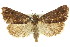  (Araeopaschia sp. ANIC6 - 11ANIC-00836)  @15 [ ] CreativeCommons - Attribution (2011) ANIC/CBG Photography Group Centre for Biodiversity Genomics