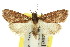  ( - 11ANIC-00839)  @13 [ ] CreativeCommons - Attribution (2011) ANIC/CBG Photography Group Centre for Biodiversity Genomics