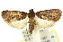  ( - 11ANIC-00847)  @12 [ ] CreativeCommons - Attribution (2011) ANIC/CBG Photography Group Centre for Biodiversity Genomics