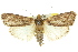  (Araeopaschia sp. ANIC14 - 11ANIC-00848)  @13 [ ] CreativeCommons - Attribution (2011) ANIC/CBG Photography Group Centre for Biodiversity Genomics