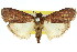  ( - 11ANIC-00851)  @15 [ ] CreativeCommons - Attribution (2011) ANIC/CBG Photography Group Centre for Biodiversity Genomics