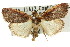  ( - 11ANIC-00853)  @11 [ ] CreativeCommons - Attribution (2011) ANIC/CBG Photography Group Centre for Biodiversity Genomics