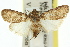  ( - 11ANIC-00951)  @11 [ ] CreativeCommons - Attribution (2011) ANIC/CBG Photography Group Centre for Biodiversity Genomics