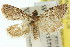  (Araeopaschia sp. ANIC18 - 11ANIC-00954)  @11 [ ] CreativeCommons - Attribution (2011) ANIC/CBG Photography Group Centre for Biodiversity Genomics