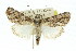  (Enchesphora brachypalpia - 11ANIC-00965)  @15 [ ] CreativeCommons - Attribution (2011) ANIC/CBG Photography Group Centre for Biodiversity Genomics