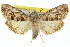  ( - 11ANIC-00972)  @11 [ ] CreativeCommons - Attribution (2011) ANIC/CBG Photography Group Centre for Biodiversity Genomics