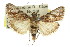  ( - 11ANIC-00975)  @14 [ ] CreativeCommons - Attribution (2011) ANIC/CBG Photography Group Centre for Biodiversity Genomics
