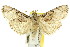  ( - 11ANIC-01002)  @15 [ ] CreativeCommons - Attribution (2011) ANIC/CBG Photography Group Centre for Biodiversity Genomics