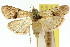  ( - 11ANIC-01022)  @11 [ ] CreativeCommons - Attribution (2011) ANIC/CBG Photography Group Centre for Biodiversity Genomics