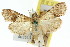  ( - 11ANIC-01023)  @11 [ ] CreativeCommons - Attribution (2011) ANIC/CBG Photography Group Centre for Biodiversity Genomics