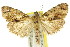  ( - 11ANIC-01024)  @11 [ ] CreativeCommons - Attribution (2011) ANIC/CBG Photography Group Centre for Biodiversity Genomics