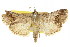  (Enchesphora exvinacea - 11ANIC-01030)  @11 [ ] CreativeCommons - Attribution (2011) ANIC/CBG Photography Group Centre for Biodiversity Genomics