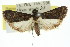  ( - 11ANIC-01032)  @14 [ ] CreativeCommons - Attribution (2011) ANIC/CBG Photography Group Centre for Biodiversity Genomics