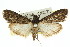  (Catamola funerea - 11ANIC-01033)  @15 [ ] CreativeCommons - Attribution (2011) ANIC/CBG Photography Group Centre for Biodiversity Genomics