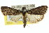  ( - 11ANIC-01034)  @13 [ ] CreativeCommons - Attribution (2011) ANIC/CBG Photography Group Centre for Biodiversity Genomics