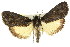  ( - 11ANIC-01036)  @11 [ ] CreativeCommons - Attribution (2011) ANIC/CBG Photography Group Centre for Biodiversity Genomics