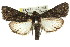  (Catamola sp. ANIC1 - 11ANIC-01040)  @13 [ ] CreativeCommons - Attribution (2011) ANIC/CBG Photography Group Centre for Biodiversity Genomics