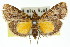  ( - 11ANIC-01043)  @14 [ ] CreativeCommons - Attribution (2011) ANIC/CBG Photography Group Centre for Biodiversity Genomics