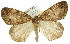  (Chlenias sp. ANIC8 - 11ANIC-01134)  @11 [ ] CreativeCommons - Attribution (2011) ANIC/CBG Photography Group Centre for Biodiversity Genomics