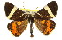  ( - 11ANIC-00870)  @11 [ ] CreativeCommons - Attribution (2011) ANIC/CBG Photography Group Centre for Biodiversity Genomics