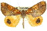  (Larophylla - 11ANIC-00878)  @15 [ ] CreativeCommons - Attribution (2011) ANIC/CBG Photography Group Centre for Biodiversity Genomics