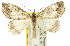  ( - 11ANIC-00922)  @11 [ ] CreativeCommons - Attribution (2011) ANIC/CBG Photography Group Centre for Biodiversity Genomics