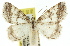 ( - 11ANIC-00925)  @11 [ ] CreativeCommons - Attribution (2011) ANIC/CBG Photography Group Centre for Biodiversity Genomics