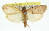 (Araeopaschia sp. ANIC1 - 11ANIC-01158)  @14 [ ] CreativeCommons - Attribution (2011) ANIC/CBG Photography Group Centre for Biodiversity Genomics