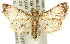  ( - 11ANIC-01176)  @15 [ ] CreativeCommons - Attribution (2011) ANIC/CBG Photography Group Centre for Biodiversity Genomics