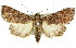 ( - 11ANIC-01185)  @15 [ ] CreativeCommons - Attribution (2011) ANIC/CBG Photography Group Centre for Biodiversity Genomics